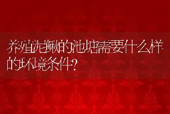 养殖泥鳅的池塘需要什么样的环境条件？