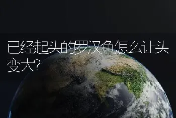 已经起头的罗汉鱼怎么让头变大？