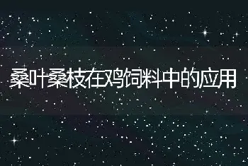 王鸽养殖技术