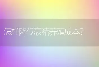 垂耳兔的成年以及繁殖情况