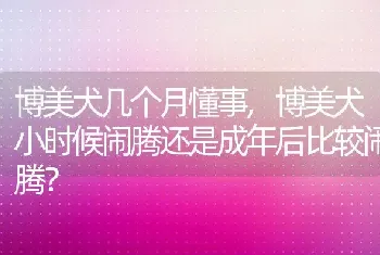 博美犬几个月懂事，博美犬小时候闹腾还是成年后比较闹腾？