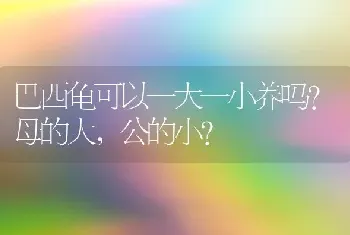 巴西龟可以一大一小养吗？母的大，公的小？