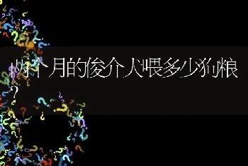 两个月的俊介犬喂多少狗粮？