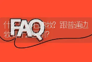 什么是陨石边牧?跟普通边牧有什么区别？