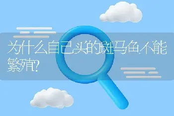 为什么自己买的斑马鱼不能繁殖？