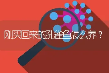 刚买回来的孔雀鱼怎么养？