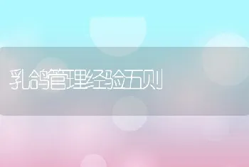 乳鸽管理经验五则