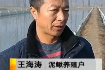 冬季池塘养泥鳅技术