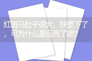 红斑马肚子很大，快要下了，可为什么最后死了呢？