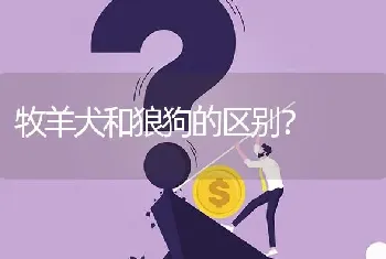 牧羊犬和狼狗的区别？