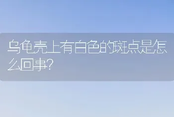 乌龟壳上有白色的斑点是怎么回事？