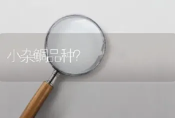 小杂鲷品种？