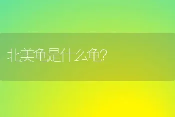 成年猫到新家熟悉后的反应？