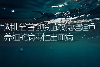 湖北省首创疫苗攻克娃娃鱼养殖的病毒性出血病