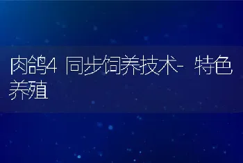 肉鸽4同步饲养技术-特色养殖