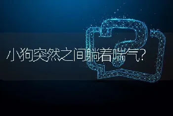 让边牧重新信任你的办法？