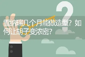 雪纳瑞几个月能做造型？如何让胡子变浓密？