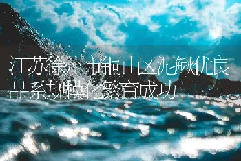 江苏徐州市铜山区泥鳅优良品系规模化繁育成功