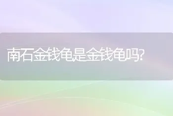 南石金钱龟是金钱龟吗?