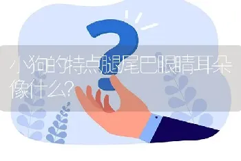 小狗的特点腿尾巴眼睛耳朵像什么？