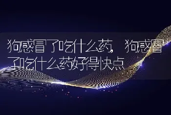 狗感冒了吃什么药，狗感冒了吃什么药好得快点