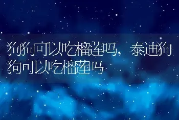 狗狗可以吃榴莲吗，泰迪狗狗可以吃榴莲吗