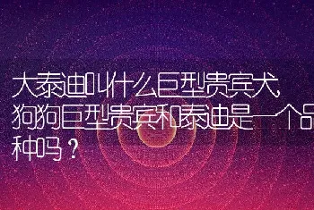 大泰迪叫什么巨型贵宾犬，狗狗巨型贵宾和泰迪是一个品种吗？