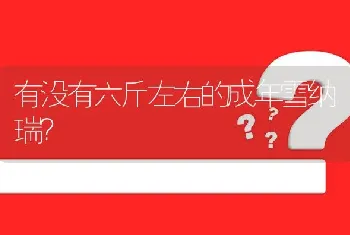 有没有六斤左右的成年雪纳瑞？