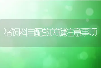 海参网箱生态育苗质量优于室内苗