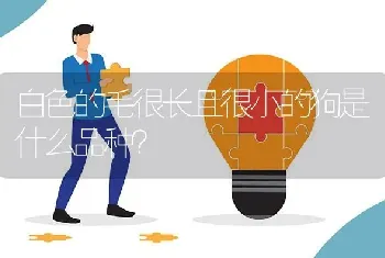 白色的毛很长且很小的狗是什么品种？