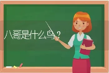 八哥是什么鸟？