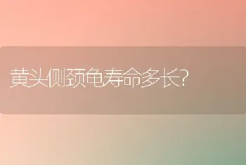 黄头侧颈龟寿命多长？