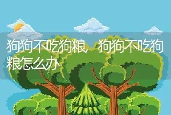 狗狗不吃狗粮，狗狗不吃狗粮怎么办