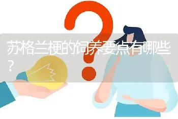 苏格兰梗的饲养要点有哪些？