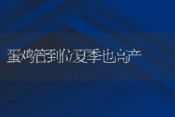 蛋鸡管到位夏季也高产