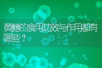 黄鳝的食用功效与作用都有哪些？