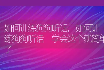 如何训练狗狗听话，如何训练狗狗听话 学会这个就简单了