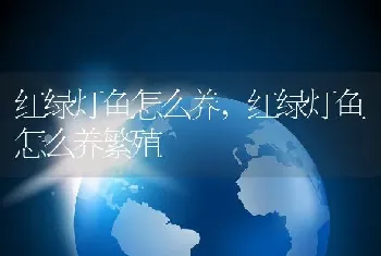 红绿灯鱼怎么养，红绿灯鱼怎么养繁殖