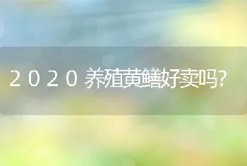 2020养殖黄鳝好卖吗？