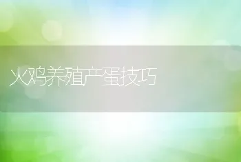 火鸡养殖产蛋技巧