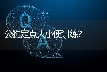 公狗定点大小便训练？