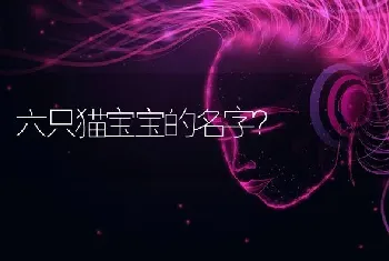 六只猫宝宝的名字？