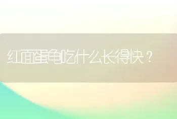 红面蛋龟吃什么长得快？