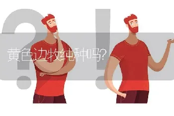 黄色边牧纯种吗？