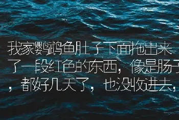 我家鹦鹉鱼肚子下面拖出来了一段红色的东西，像是肠子，都好几天了