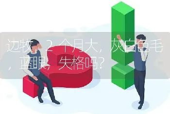 边牧，2个月大，灰白色毛，蓝眼，失格吗？