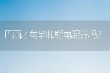 巴西才龟能和鳄龟混养吗？