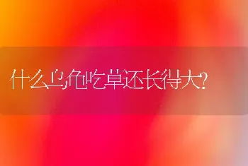 什么乌龟吃草还长得大？