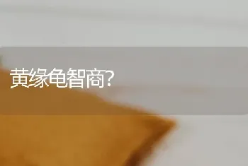 黄缘龟智商？