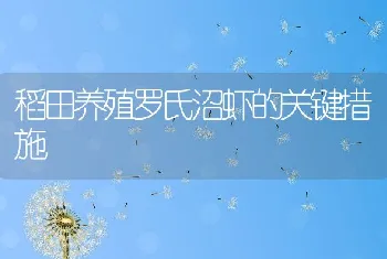 稻田养殖罗氏沼虾的关键措施